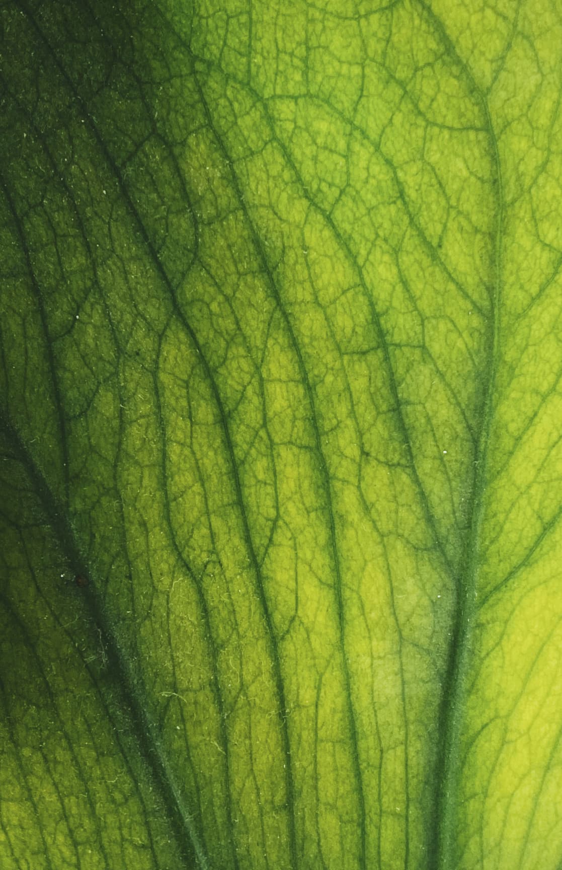 Leaf